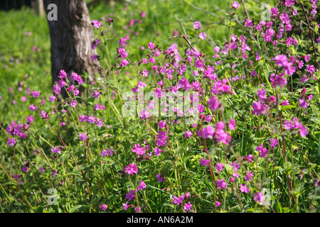 Silene dioica (Red Campion) Stock Photo