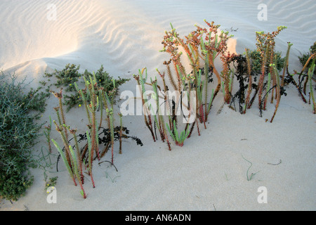 Sea Spurge euphorbia paralias Euphorbiaceae Corralejo National Park Fuerteventura Canary Islands Stock Photo