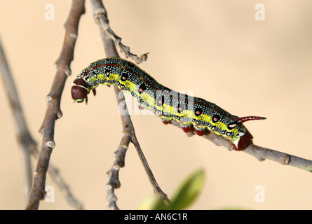 Barbary Spurge Hawk Moth Caterpillar, Hyles tithymali tithymali, Sphingidae. Corellejo Nature Reserve, Fuerteventura. Stock Photo