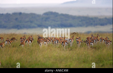 Thomson's gazelle in the rain - Masai Mara Kenya Stock Photo - Alamy