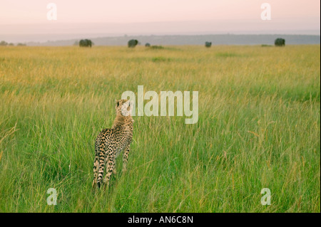 Cheetah (Acinonyx jubatus) on the savannah, Masai Mara, Kenya Stock Photo