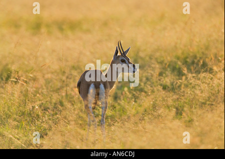 A Thomson's gazelle on the savannah Stock Photo - Alamy