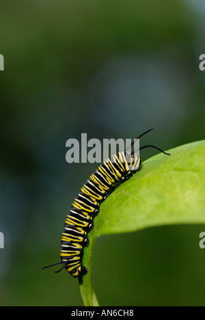 Monarch butterfly, Danaus plexippus, caterpillar on a milkweed, Asclepias sp., leaf Stock Photo