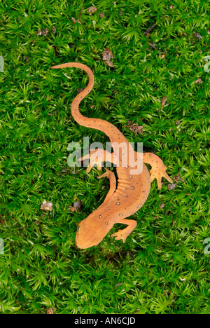 Eastern (or 'red-spotted') newt Notophthalmus viridescens juvenile in red eft stage Stock Photo