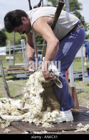 Man shearing a sheep whilst strapped into a harness from which he is ...