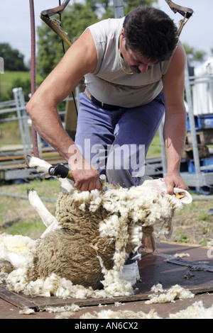 Man Shearing A Sheep Whilst Strapped Into A Harness From Which He Is 