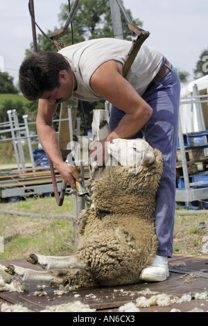 Man shearing a sheep whilst strapped into a harness from which he is ...