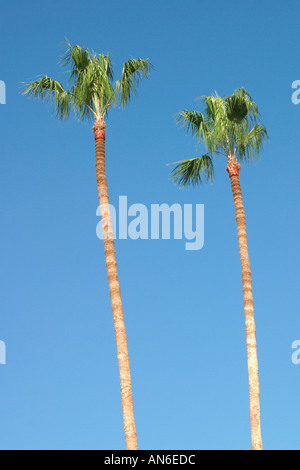Two tall palm trees against clear blue sky