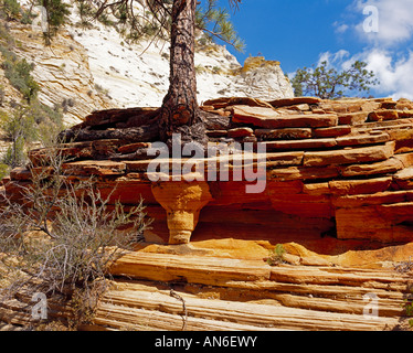 Erodierter Fels mit eingewachsener Baumwurzel roots of a tree growing in eroded rock in the Zion National Park Stock Photo