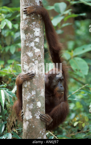 Orangutan Pongo pygmaeus male in tree Sabah Borneo Indonesia Stock Photo