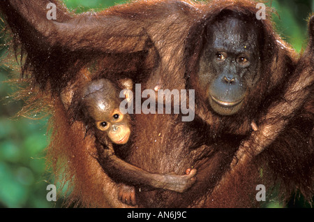 Orangutan Pongo pygmaeus female with baby Sepilok Sabah Borneo Indonesia Stock Photo