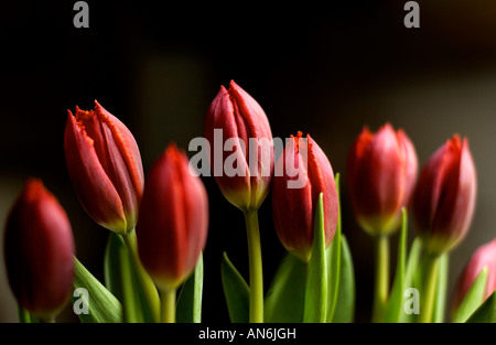 Red Tulips against a black background Stock Photo