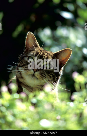 tabby cat in the garden Stock Photo - Alamy