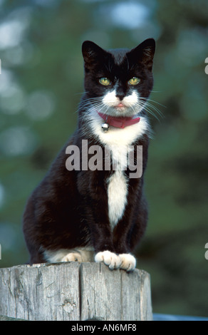 Black and White Cat sitting on fence post at Rescue Centre United Kingdom Stock Photo