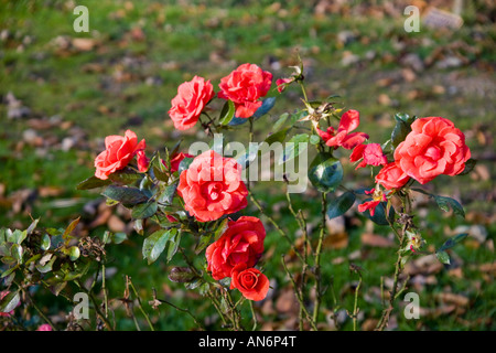 Red roses growing wild in the countryside Stock Photo