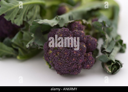 Brassica oleracea var italica Purple Sprouting Broccoli Stock Photo