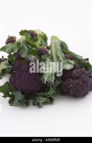 Brassica oleracea var italica Purple Sprouting Broccoli Stock Photo