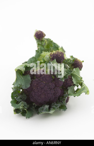 Brassica oleracea var italica Purple Sprouting Broccoli Stock Photo