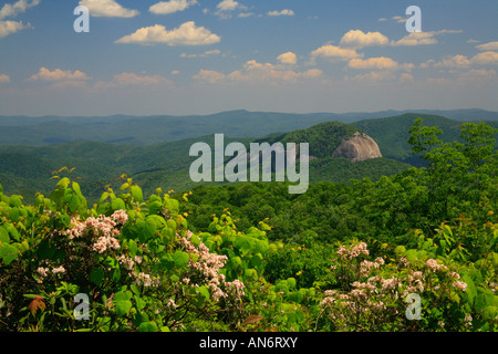 Blooming Mountain Laurel and Looking Glass Rock, Blue Ridge Parkway, Brevard, North Carolina, USA Stock Photo