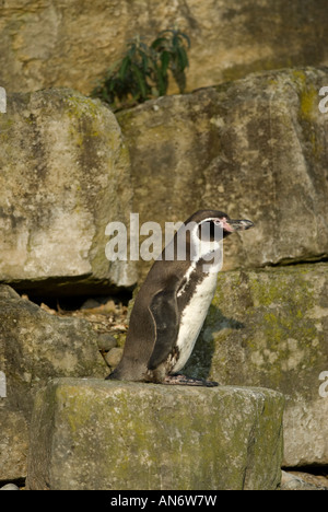 Humboldt Penguin: Spheniscus humboldti. Captive Stock Photo