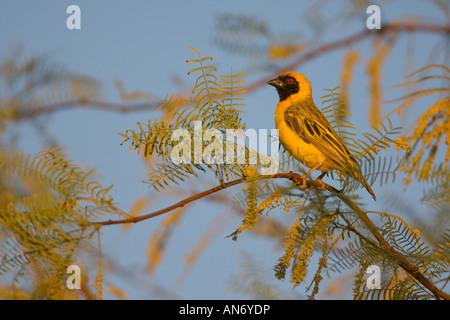 Southern masked weaver Ploceus velatus breeding male Namibia Africa November Stock Photo