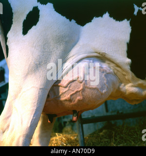 Closeup of bulging veins on dairy cow at the Royal Welsh Show Builth Wells Powys  Wales UK KATHY DEWITT Stock Photo