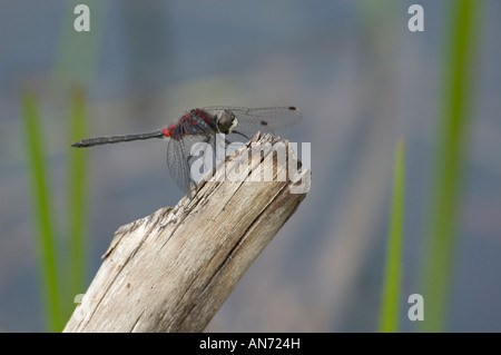 Red damselfly perched on dead tree branch Stock Photo