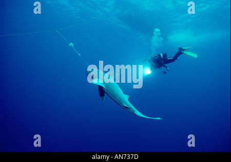 Diver observes Sandbar Shark caught on long line fishing gear Stock Photo -  Alamy