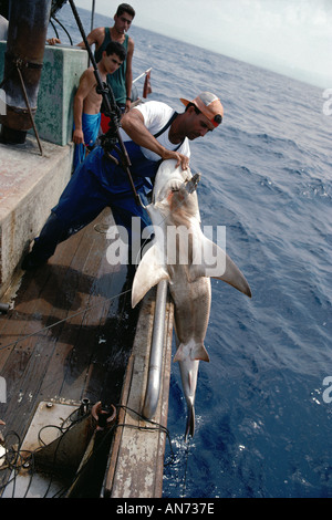 Sandbar Shark caught on long line fishing gear being observed by diver Stock  Photo - Alamy