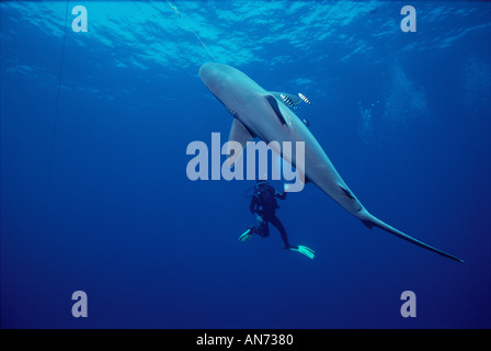 Sandbar Shark caught on long line fishing gear being observed by diver Stock  Photo - Alamy