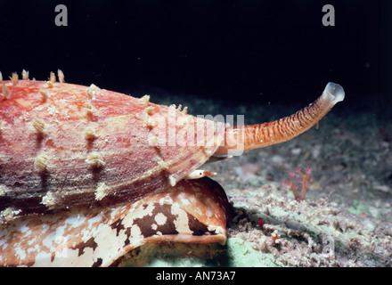 Poisonous Geography Cone Shell Stock Photo