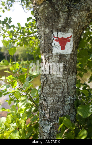 Blazes on a tree to indicate the Cezallier trail (France). Marquage à la peinture pour indiquer le circuit pédestre du Cézallier Stock Photo