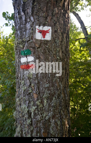 Blazes on a tree to indicate the Cezallier trail (France). Marquage à la peinture pour indiquer le circuit pédestre du Cézallier Stock Photo