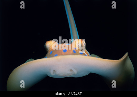 Poisonous Blue Spotted Stingray moves near ocean floor at night Stock Photo