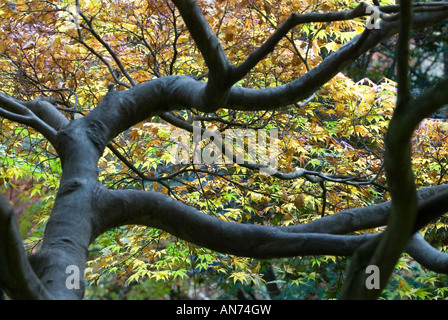 Japanese Maple acer palmatum at Queenswood Arboretum Leominster in the autumn Stock Photo