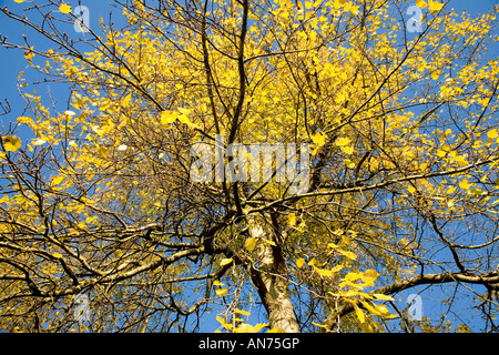 Golden leaves On Beech Tree Boxhill Surrey UK Europe Stock Photo