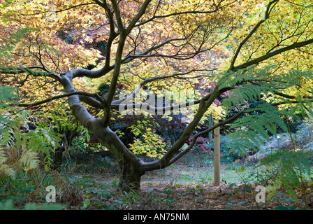 Japanese Maple acer palmatum at Queenswood Arboretum Leominster in the autumn Stock Photo