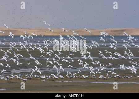 Flock of sandwich terns Sterna sandvicensis at Sandwich Harbour near Walvis Bay Namibia November Stock Photo