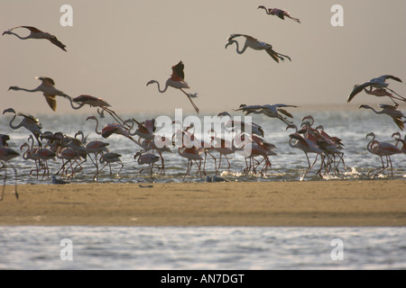 Greater flamingos Phoenicopterus ruber at Walvis Bay Namibia November Stock Photo