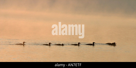 Out fishing at Dawn  flock or family of Merganser ducks in the dawn coloured fog Stock Photo