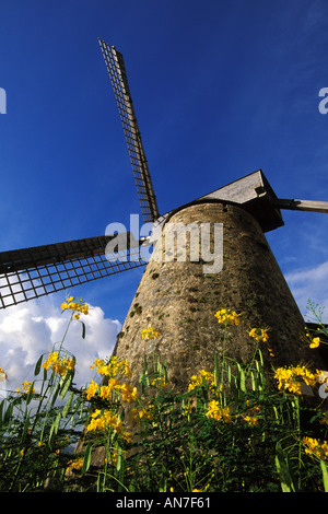 Barbados, St Andrew, Windmill, Morgan Lewis Mill Stock Photo