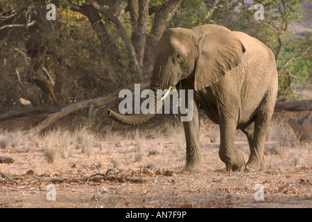 Desert adapted African elephant Loxodonta africana adult female in Huab river valley Damaraland Namibia November Stock Photo