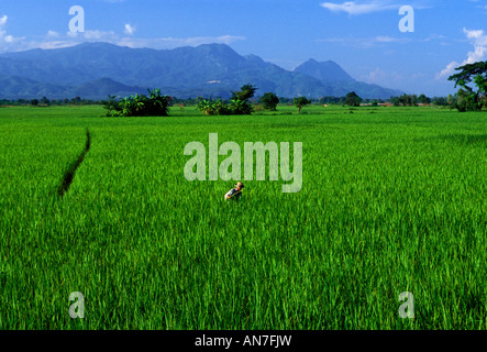 People man rice field Chiang Rai Province Thailand Asia Stock Photo