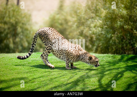 Cheetah on the trail Stock Photo