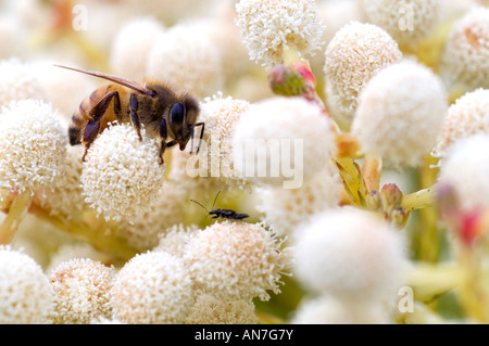 1 One Bee Yellow Beattle bug Anthood Feeding Bloom flower Stock Photo