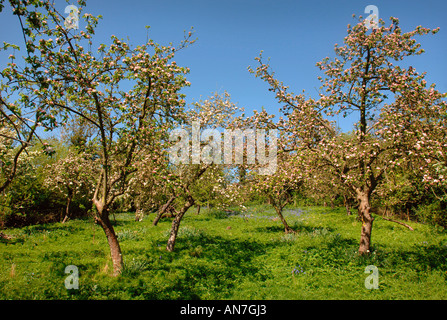 A COMMUNITY ORCHARD IN GLOUCESTERSHIRE ENGLAND UK Stock Photo