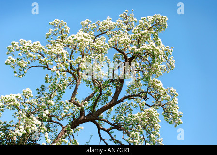 A BARLAND PERRY PEAR TREE IN AN ORCHARD IN GLOUCESTERSHIRE ENGLAND UK Stock Photo