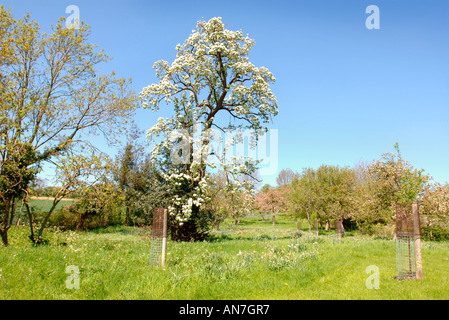A MATURE BARLAND PERRY PEAR TREE IN FULL BLOSSOM IN A COMMUNITY ORCHARD GLOUCESTERSHIRE ENGLAND UK Stock Photo