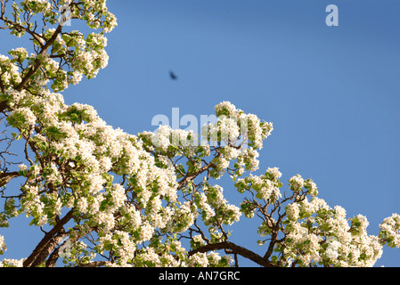A MATURE BARLAND PERRY PEAR TREE IN FULL BLOSSOM IN AN ORCHARD GLOUCESTERSHIRE ENGLAND UK Stock Photo