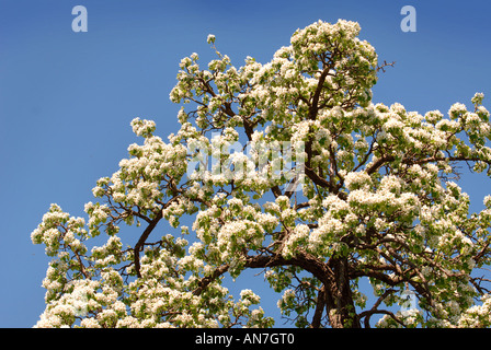 A MATURE BARLAND PERRY PEAR TREE IN FULL BLOSSOM IN AN ORCHARD GLOUCESTERSHIRE ENGLAND UK Stock Photo